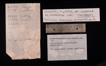 Media type: image;   Ichthyology 21175 Description: photograph;  Aspect: labels